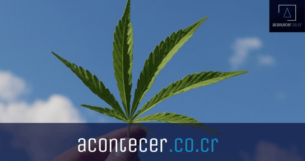 Camaras le piden a Alvarado no vetar ley de cannabis medicinal 1024x543 1