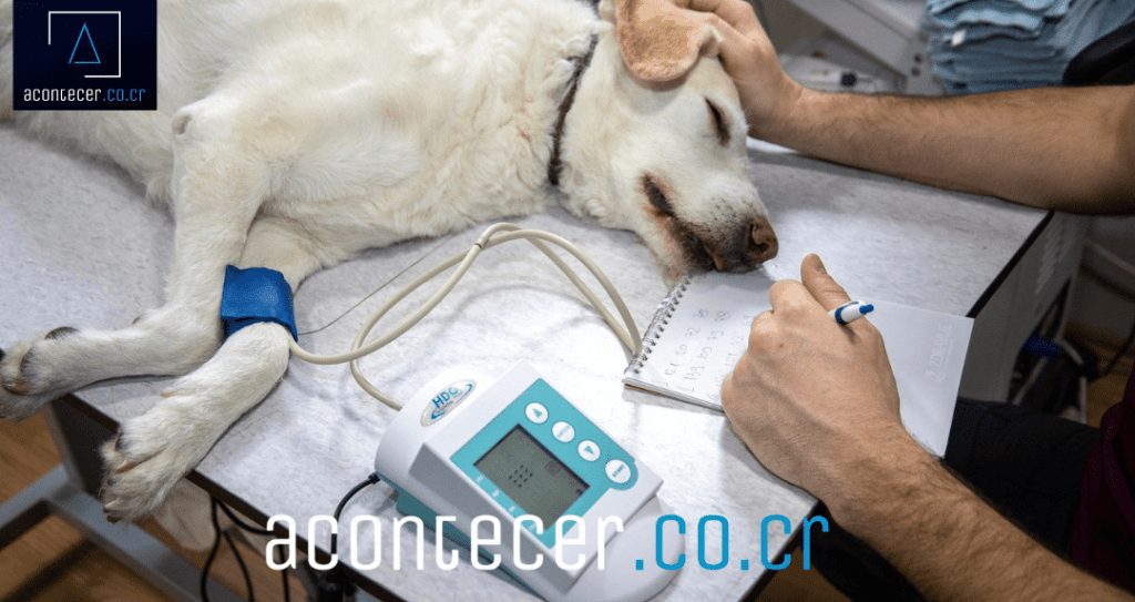 Candidato propone crear seguros medicos para mascotas 1024x543 1