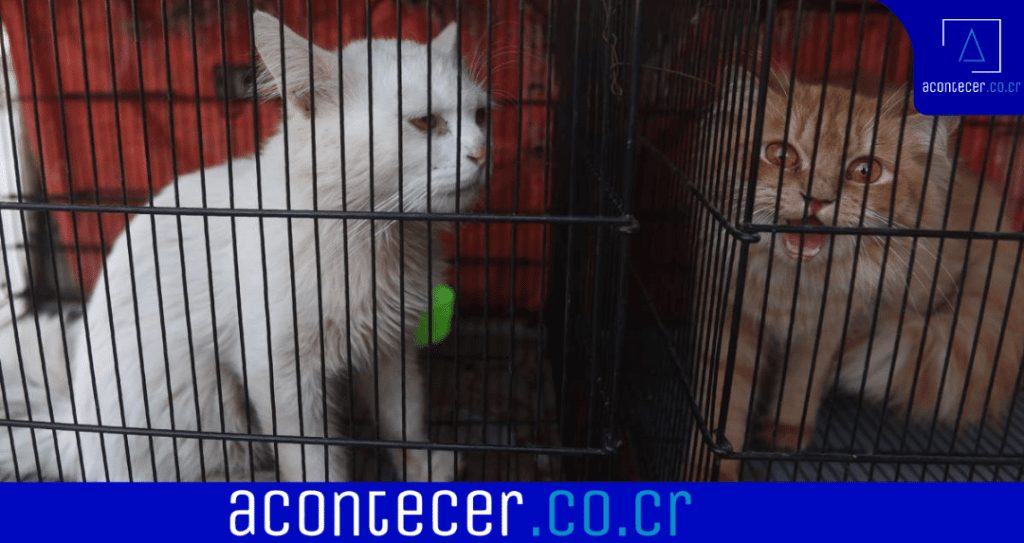 Video Asesinan a mascotas por miedo al covid 19 en Shanghai 1024x543 1