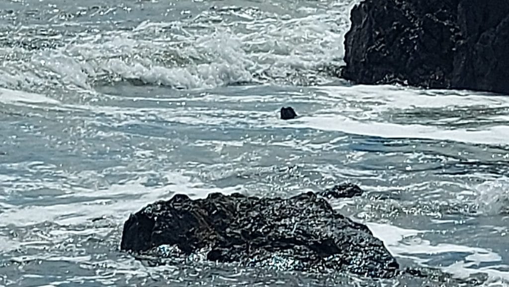 Encuentran a un león marino en playa de Guanacaste 4 león marino