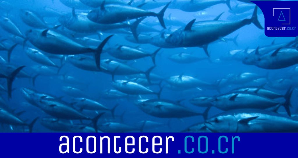 Diputados aprobaron la ley de recuperación de riqueza atunera 3 Anadir un subtitulo 2022 08 01T203725.135 1024x543 1