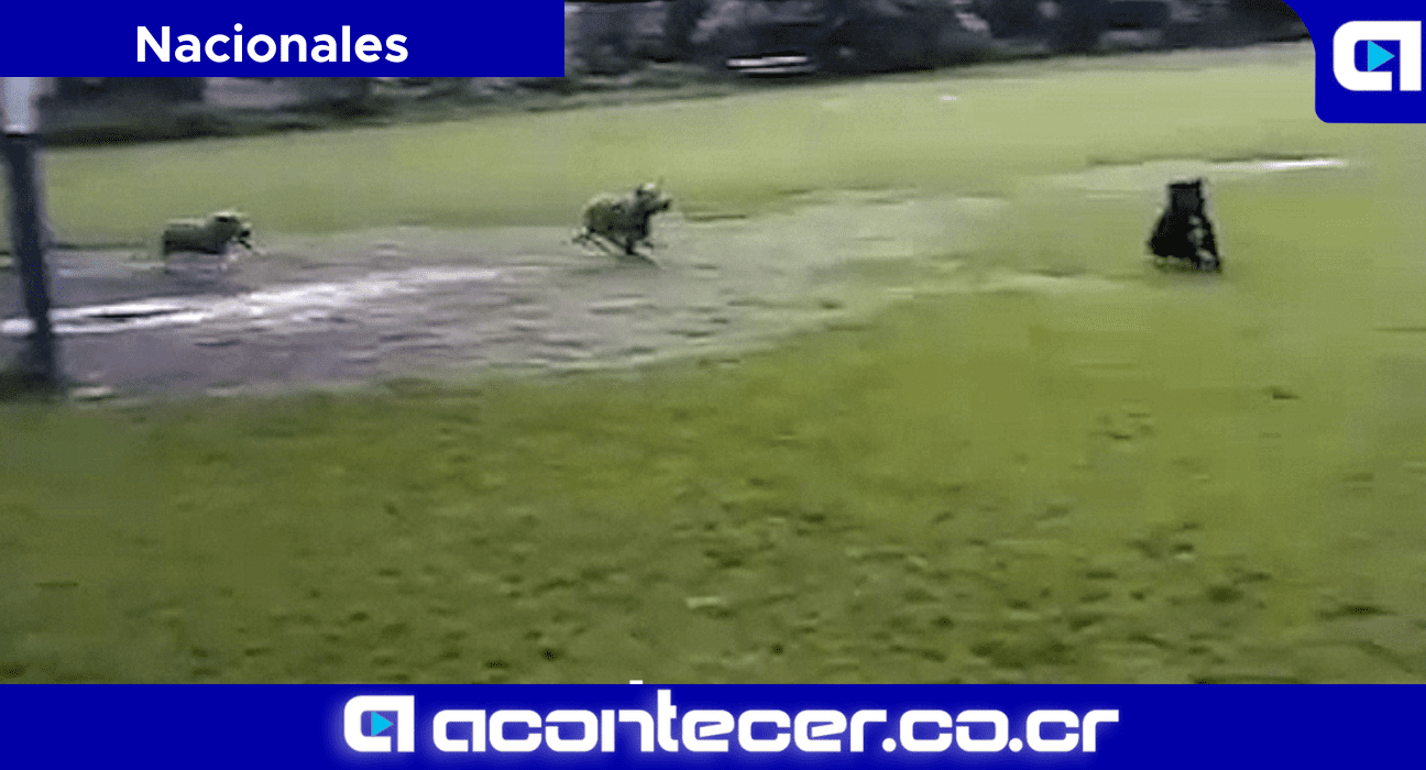 Hombre suelta a sus dos perros